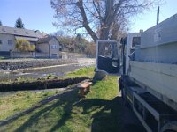 Zarybňování Litavky (1)